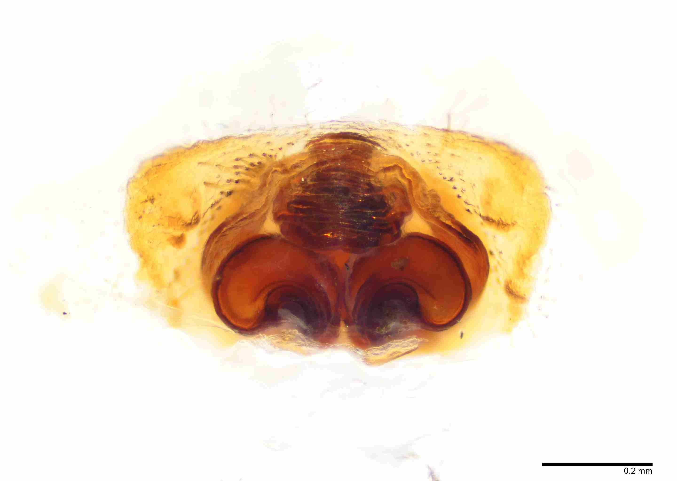 INVPICV006fpepiaPIC226_100X_E2B.jpg