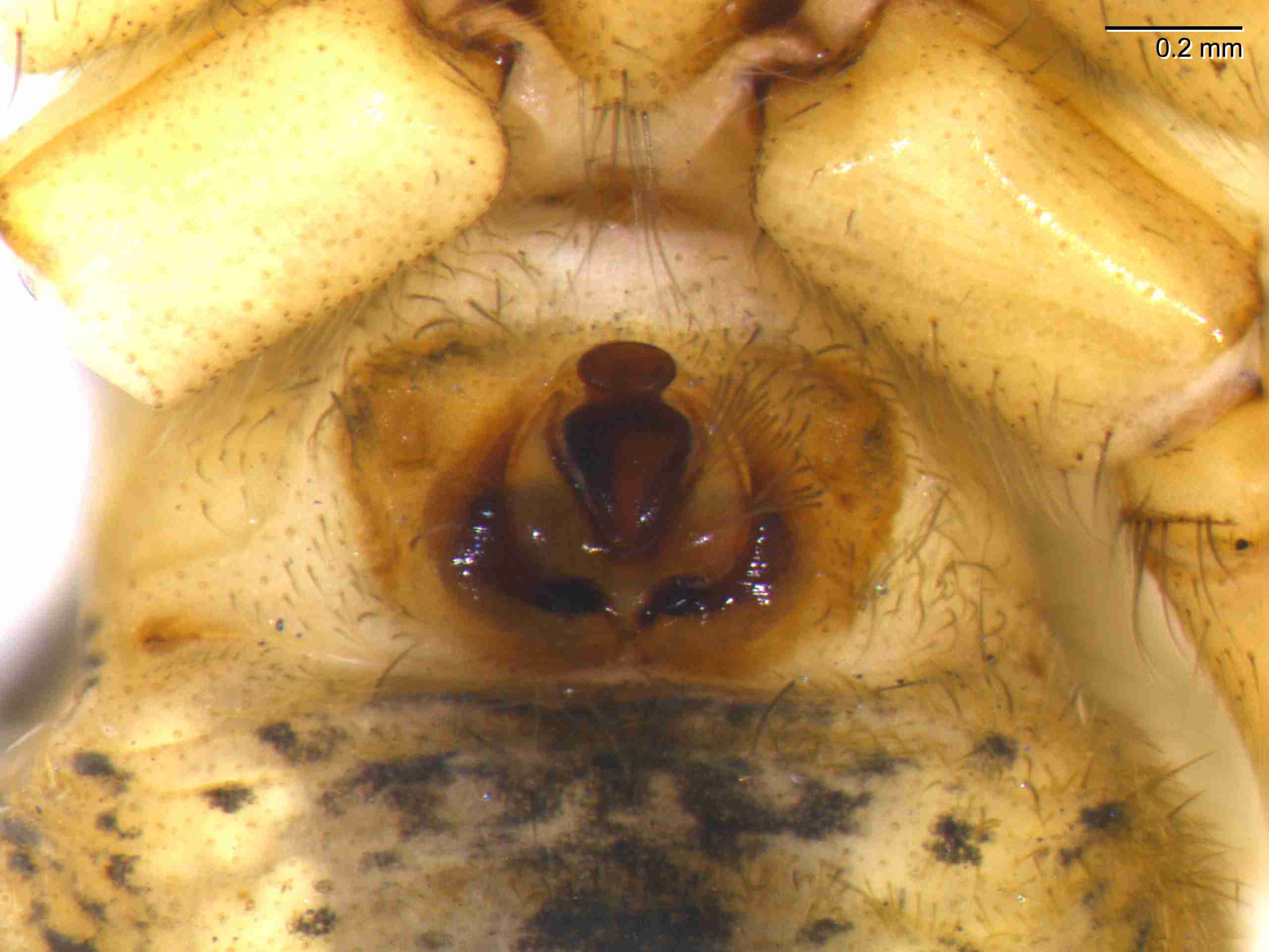 INVPICV006fpepivPIC226_70X_NL.jpg