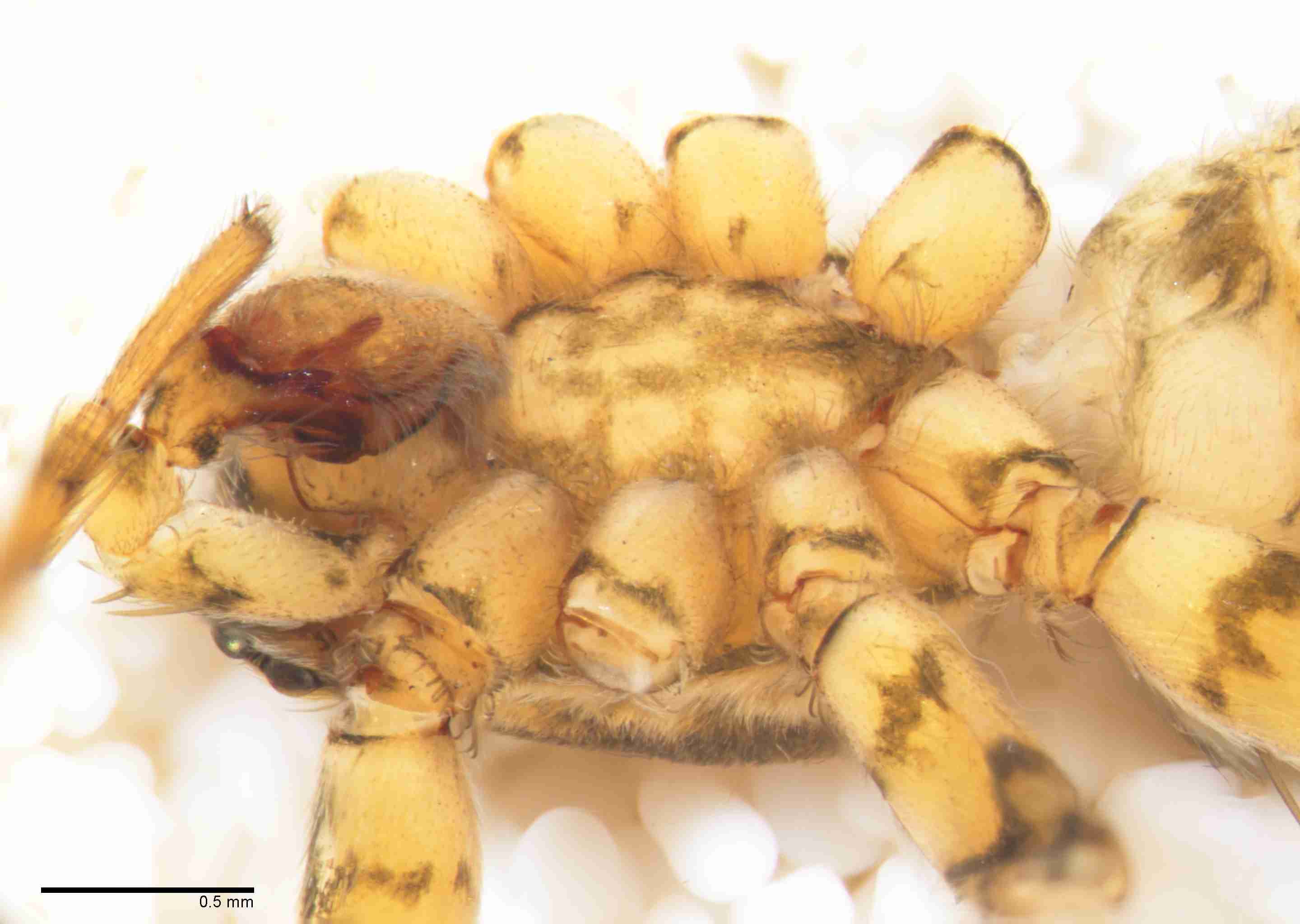 INVPICV022mpprslPXF290_40X_NL.jpg