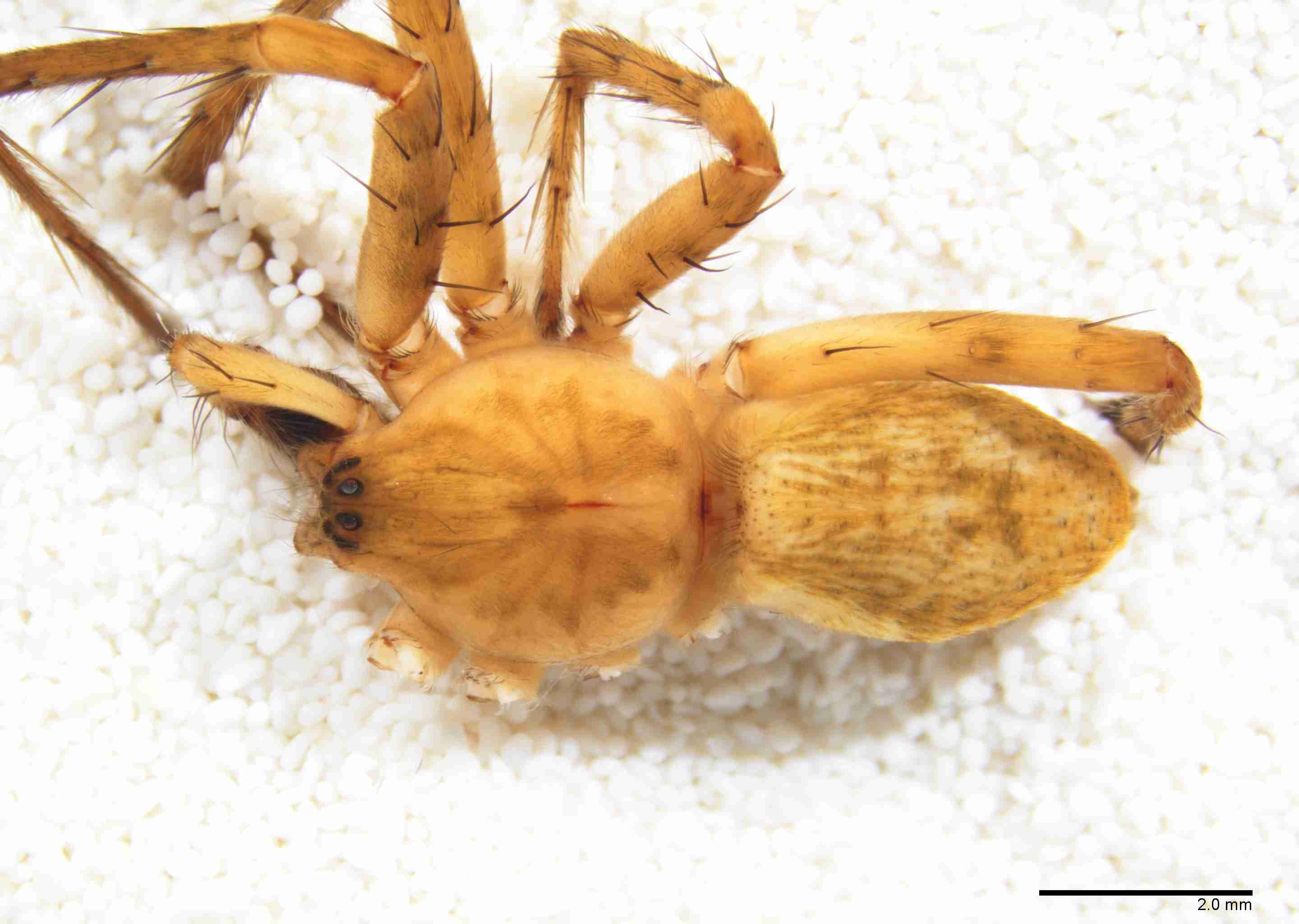 INVPICV008mphabdPXF291_10X_Z10.jpg