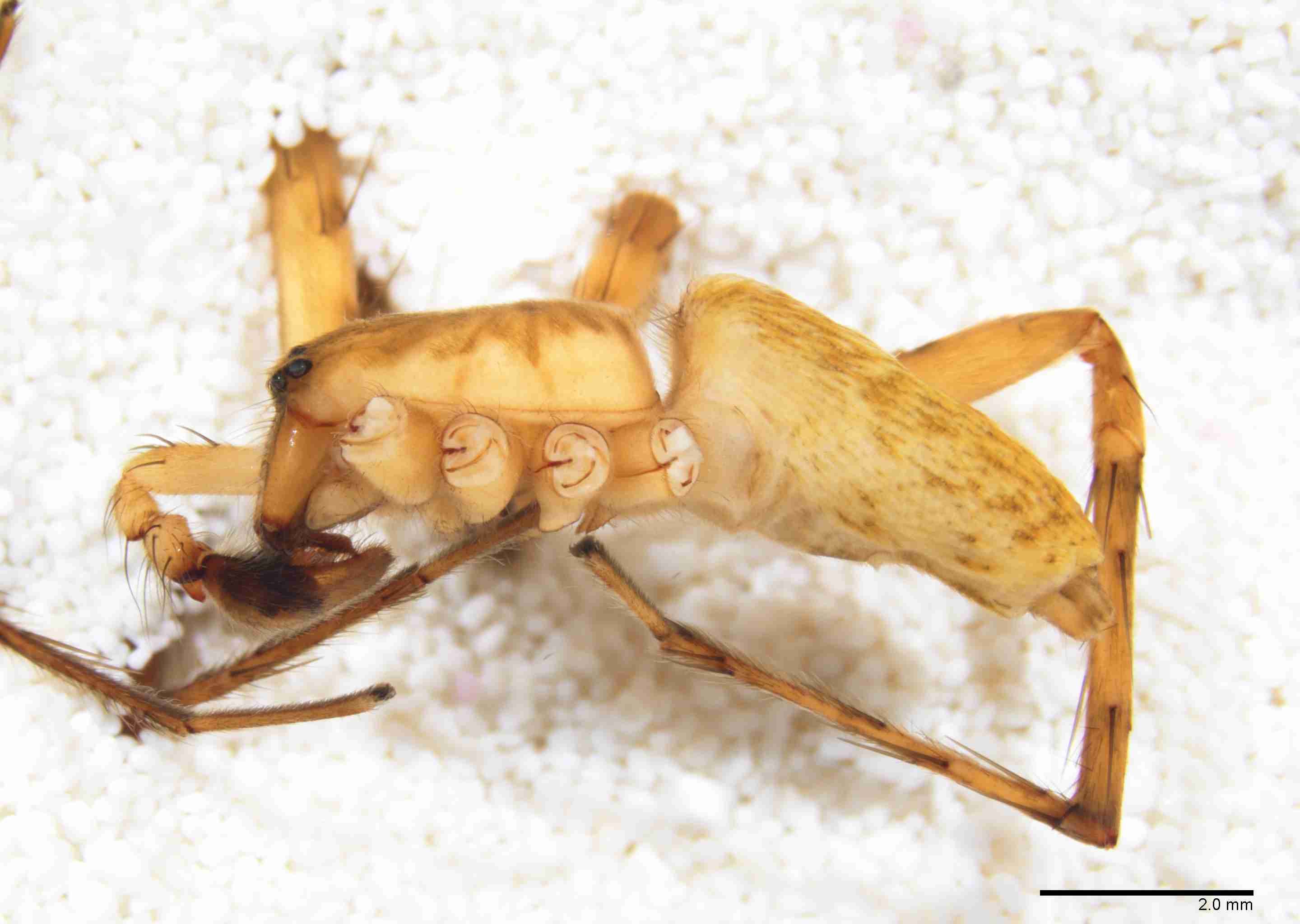 INVPICV008mphablPXF291_10X_Z10.jpg