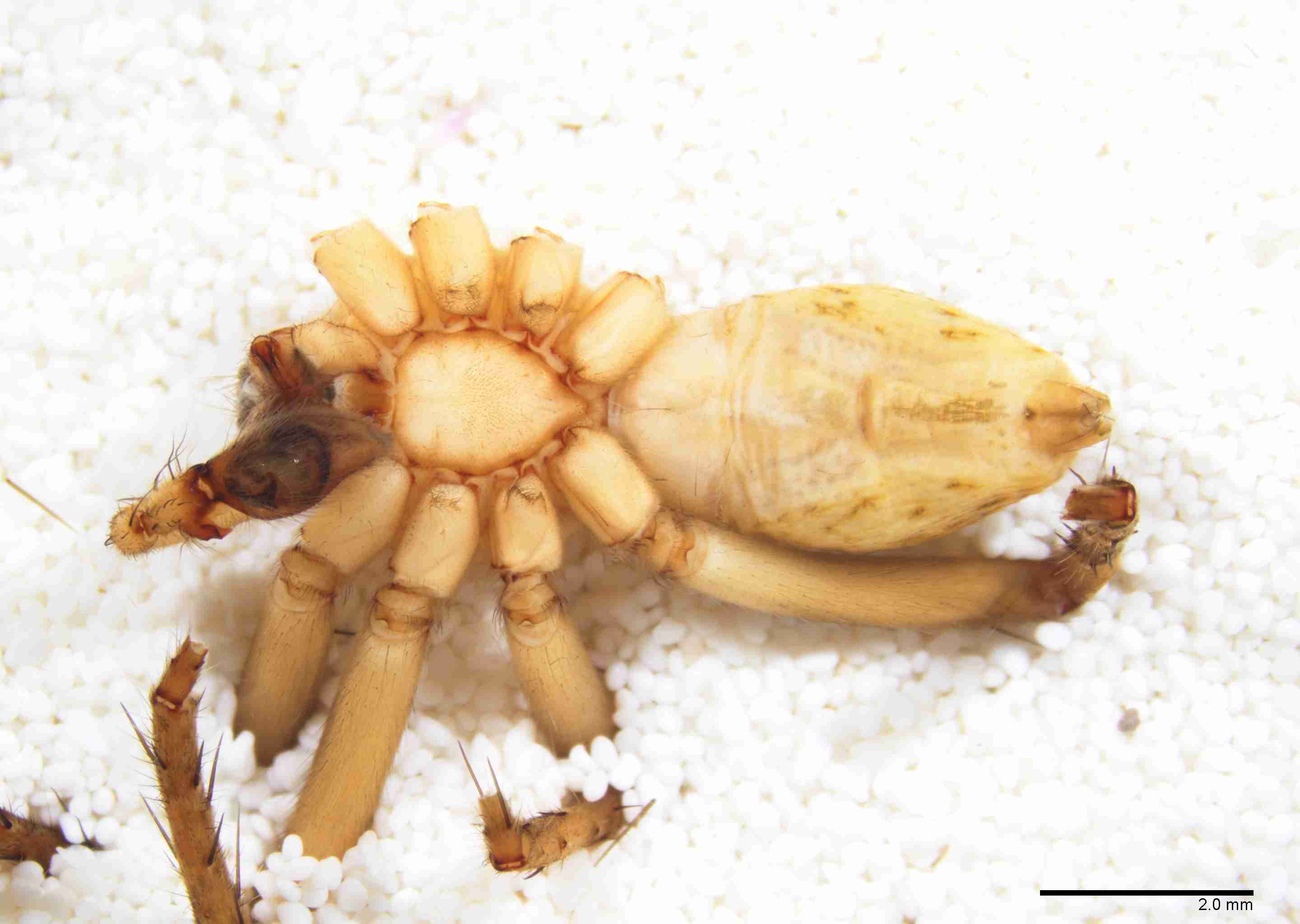 INVPICV008mphabvPXF291_10X_Z10.jpg
