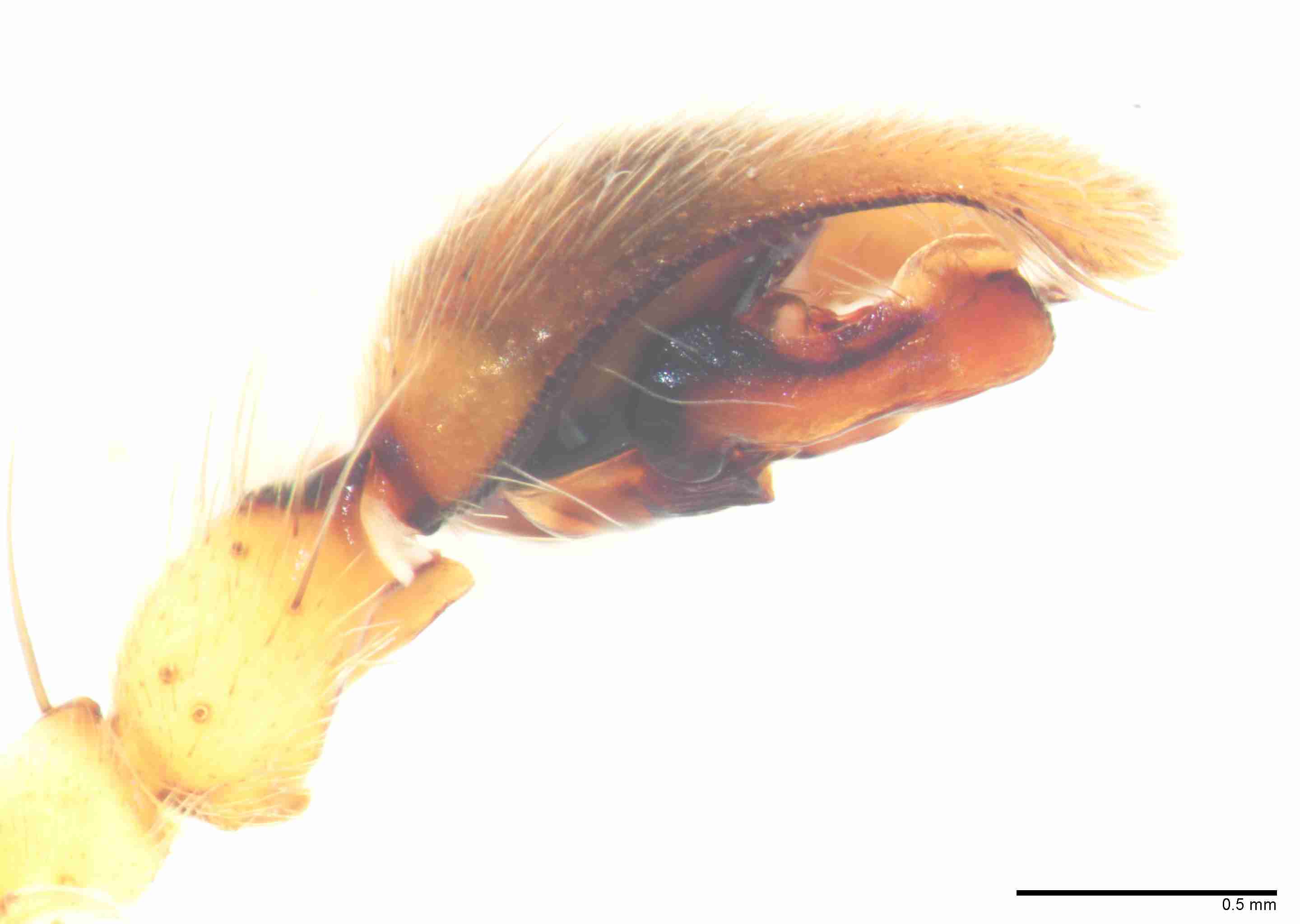 INVPICV008mppalpPIC227_50X_Z10.jpg