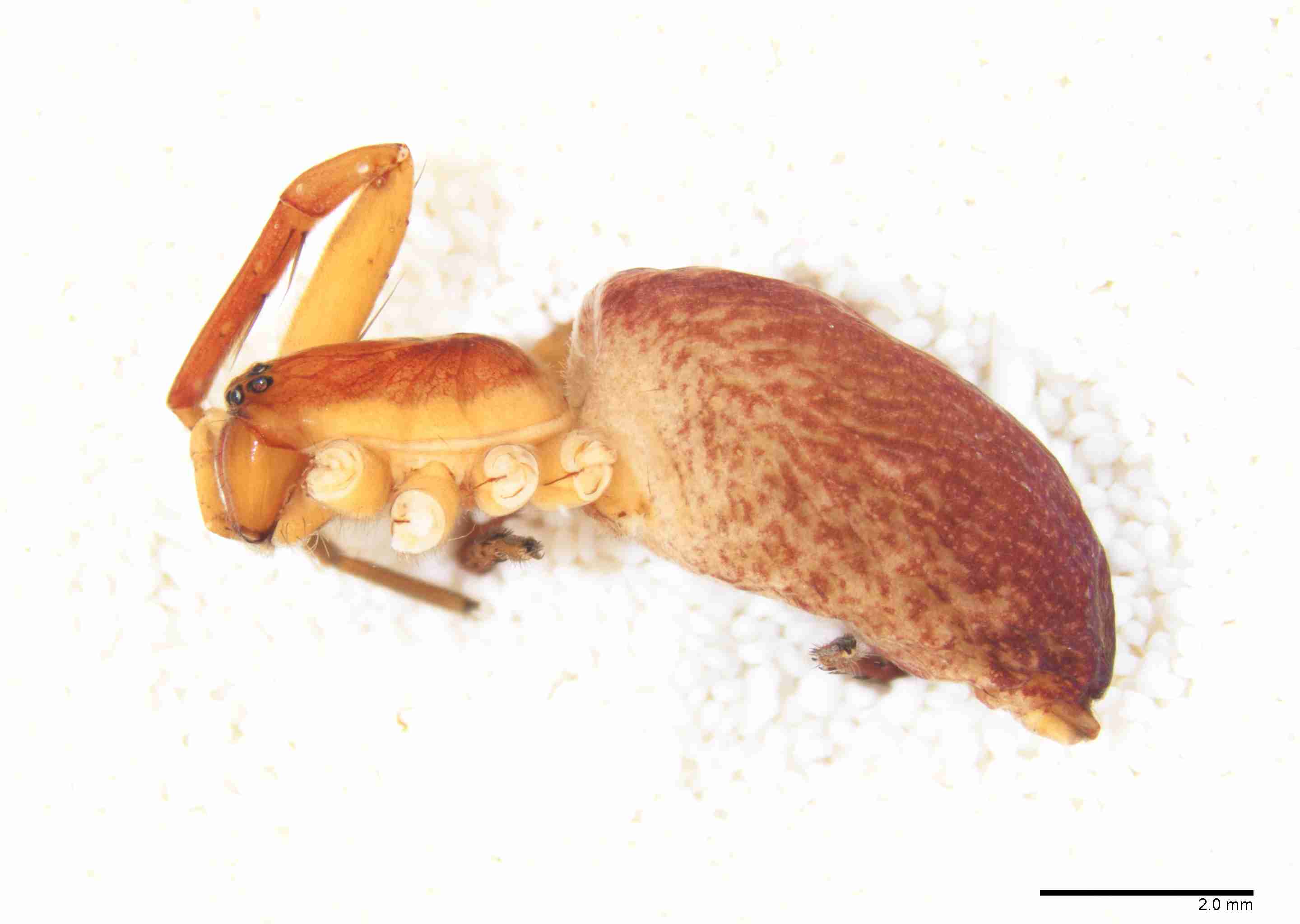 INVPICV010fphablPXF288_10X_NL.jpg