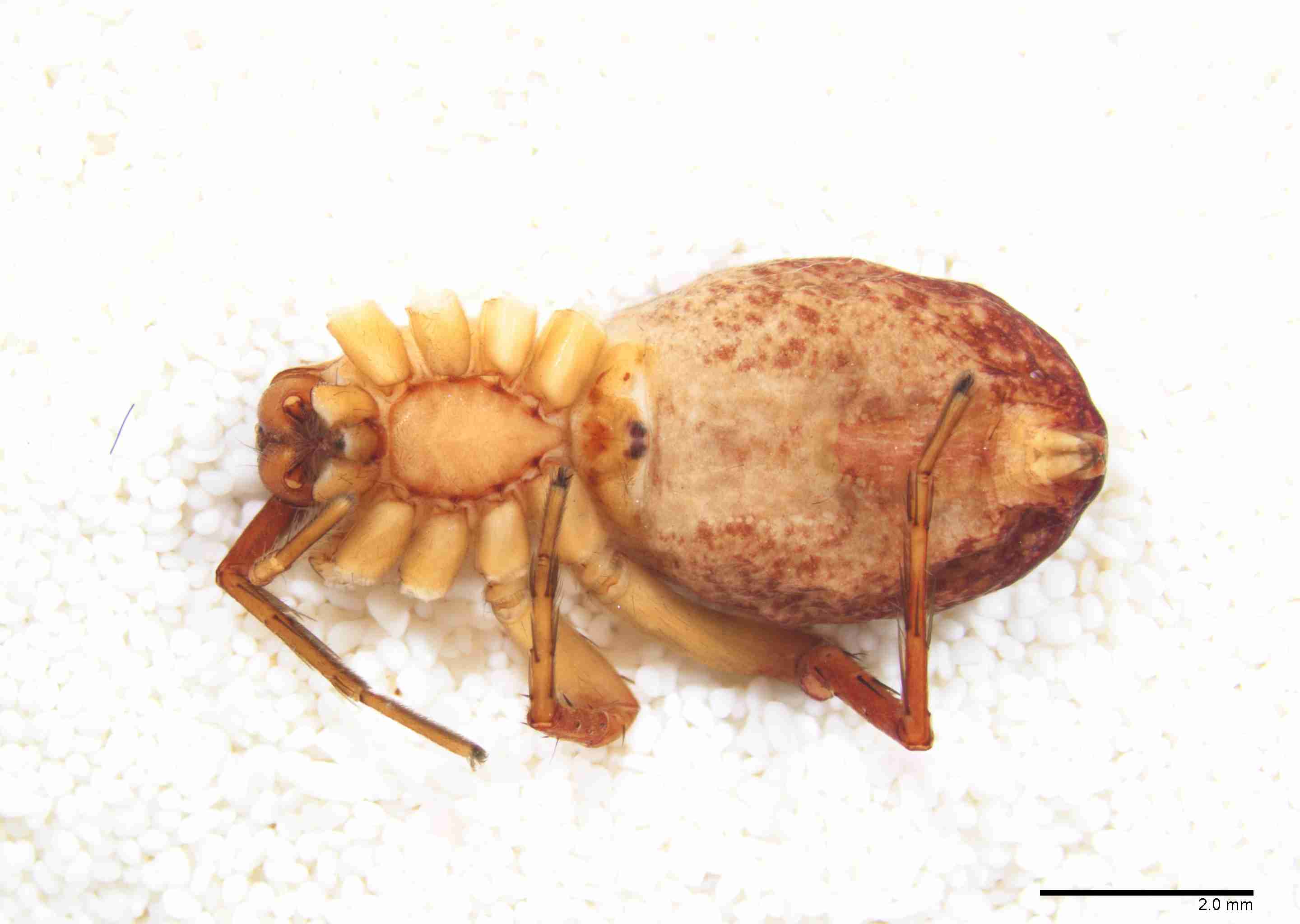 INVPICV010fphabvPXF288_10X_NL.jpg