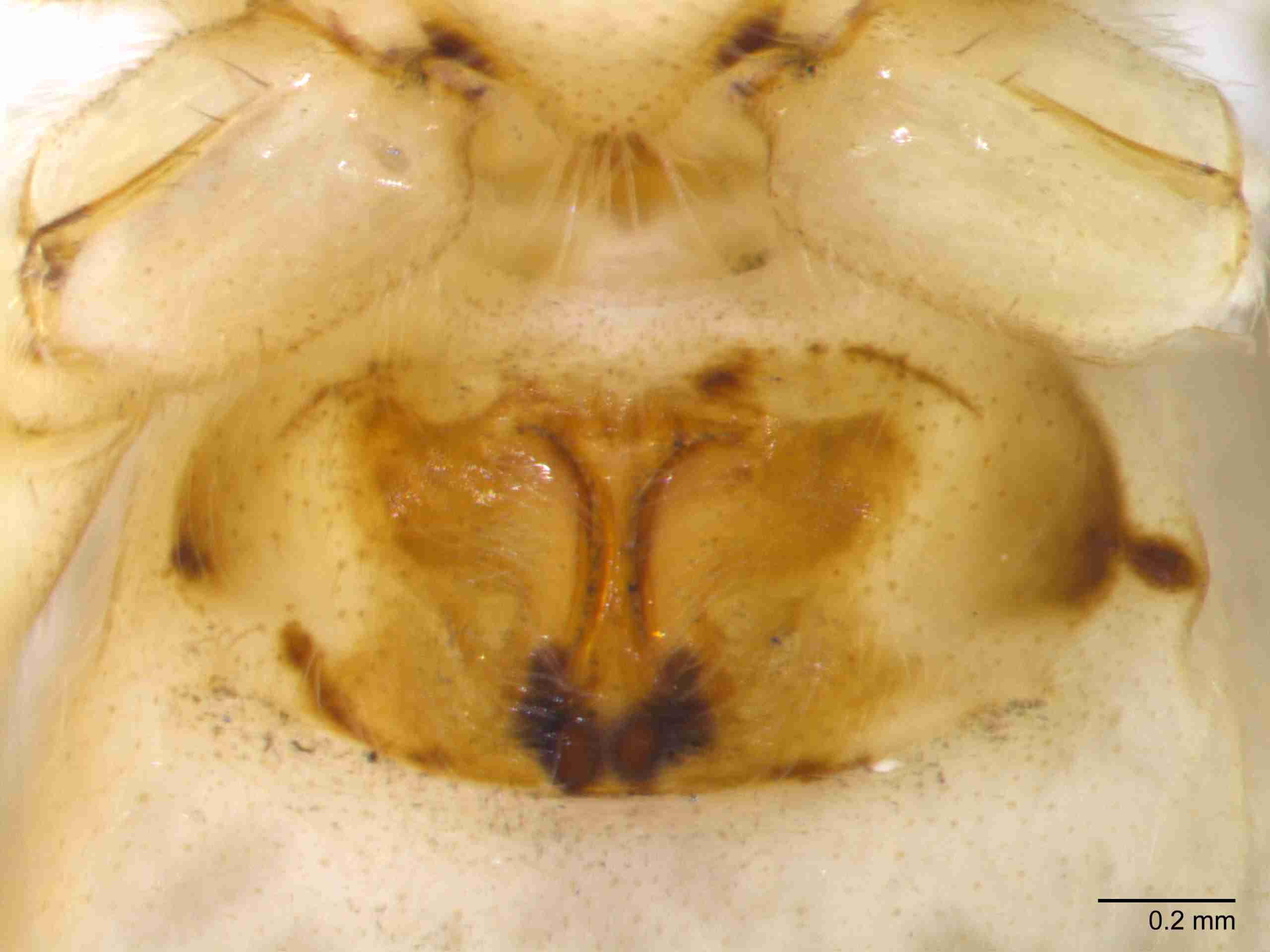 INVPICV012fpepivPIC218_70X_NL.jpg