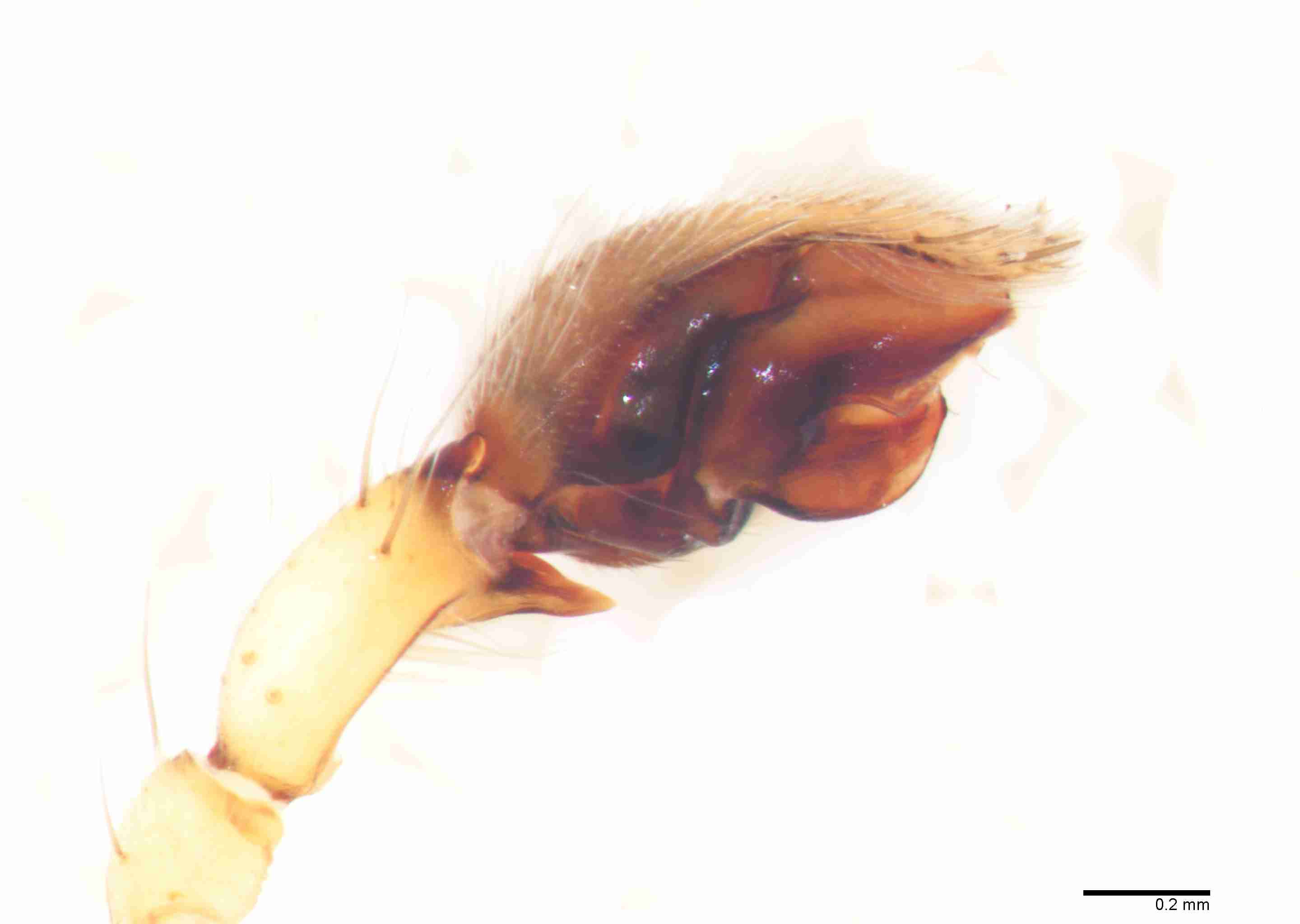 INVPICV012mppalpPIC231_60X_Z10.jpg