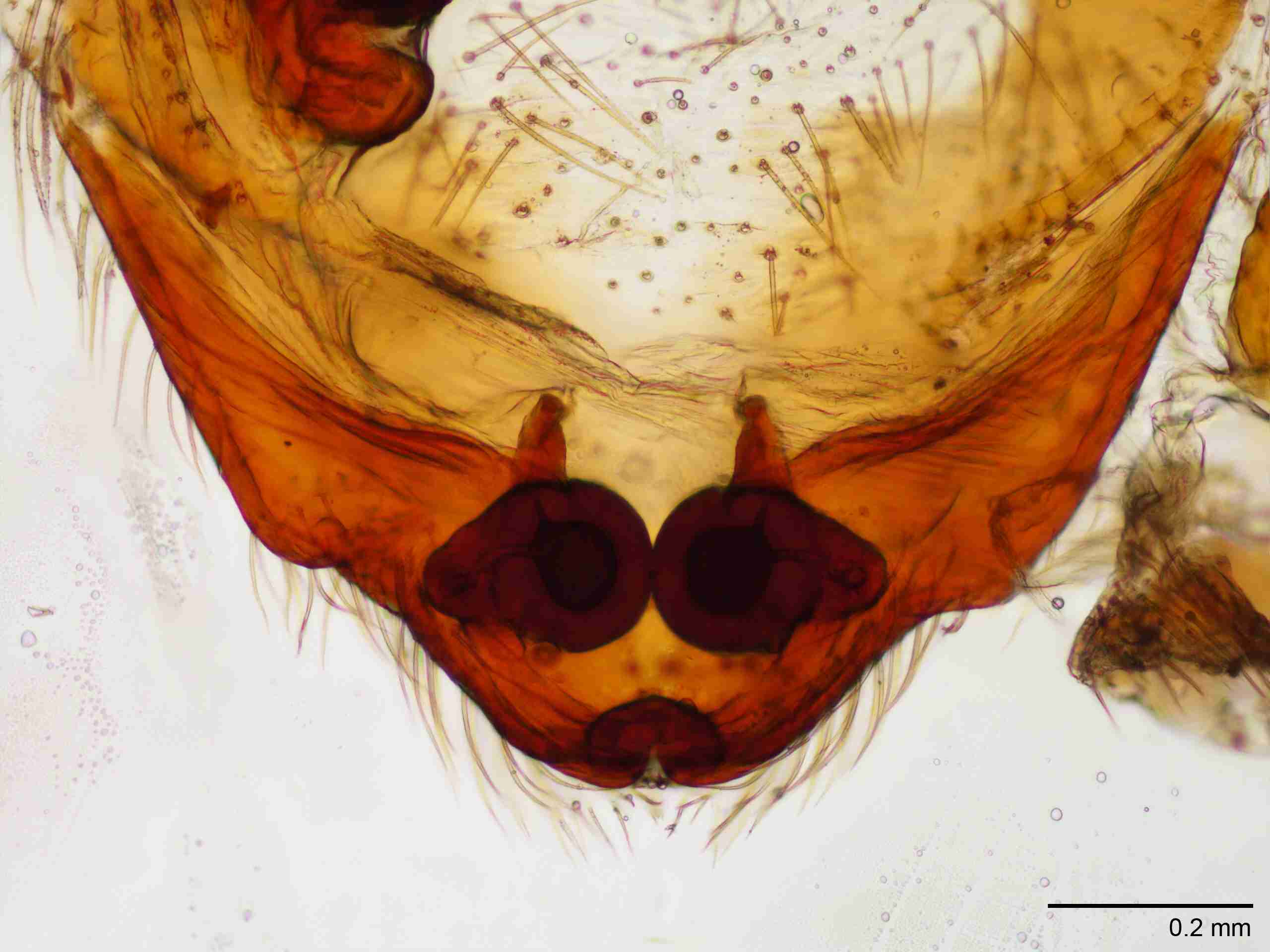 INVPICV014fcepidPIC217_100X_NL.jpg