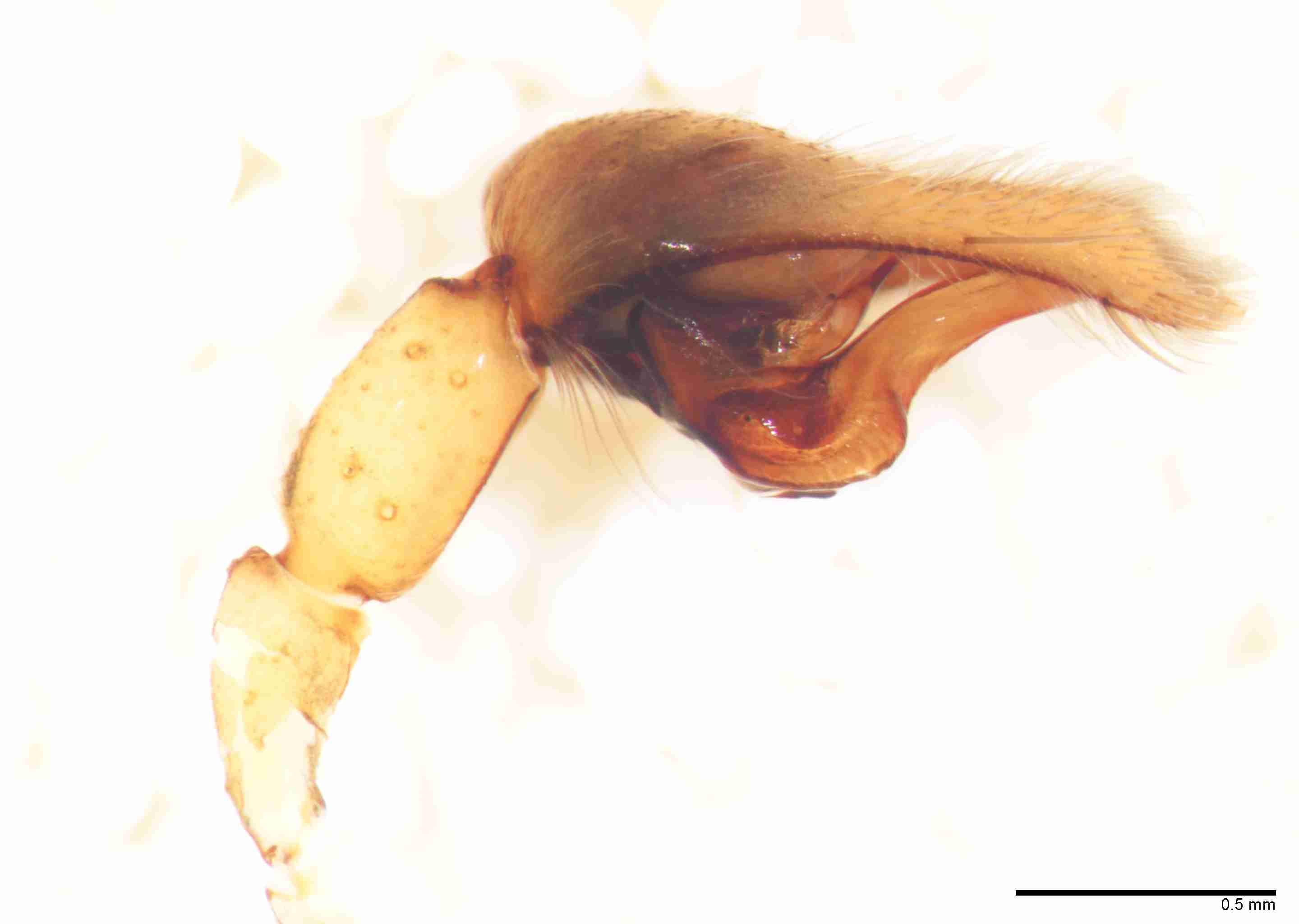INVPICV014mppalpPIC234_50X_Z10.jpg