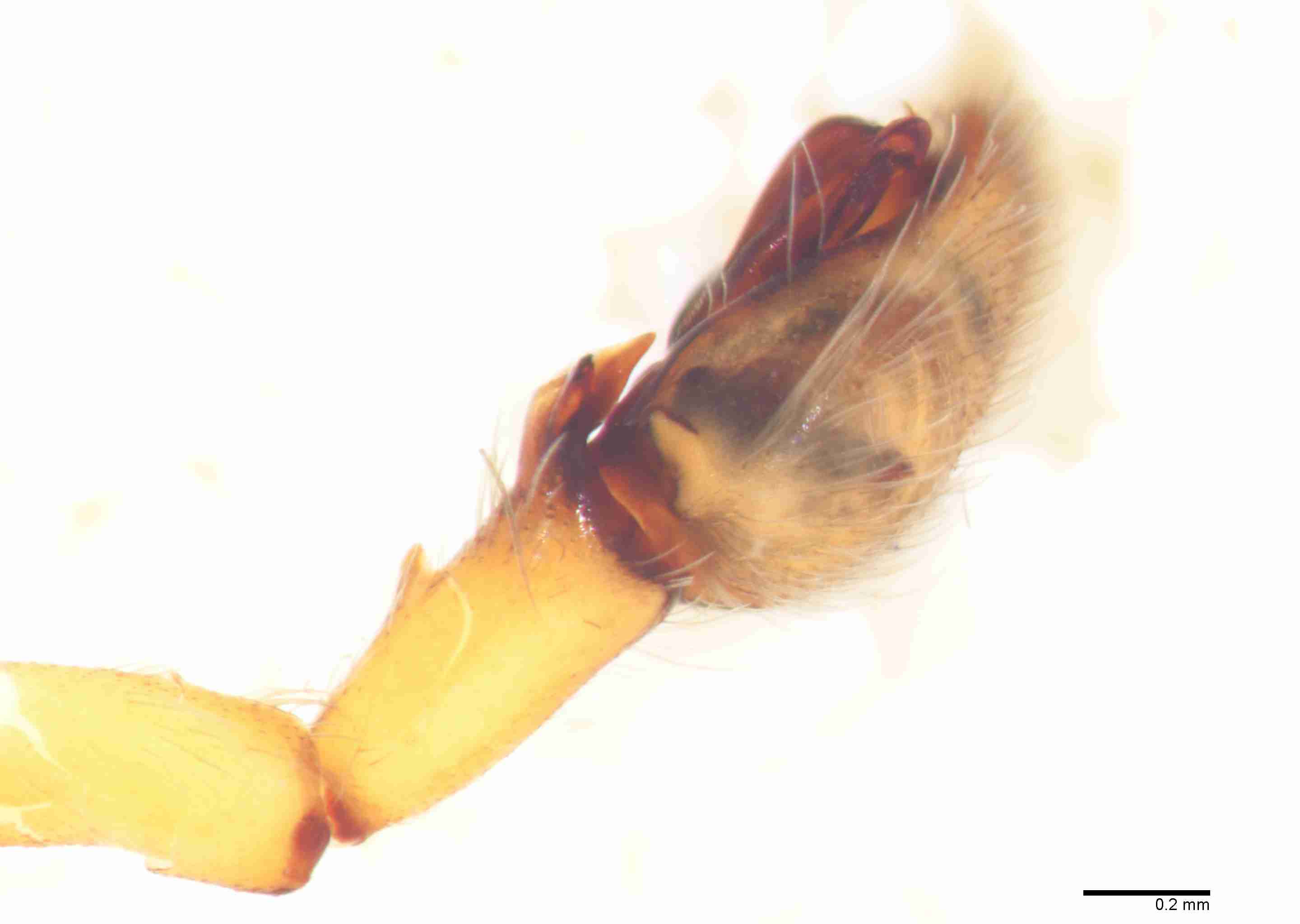 INVPICV018mptipdXAM105_60X_Z10.jpg