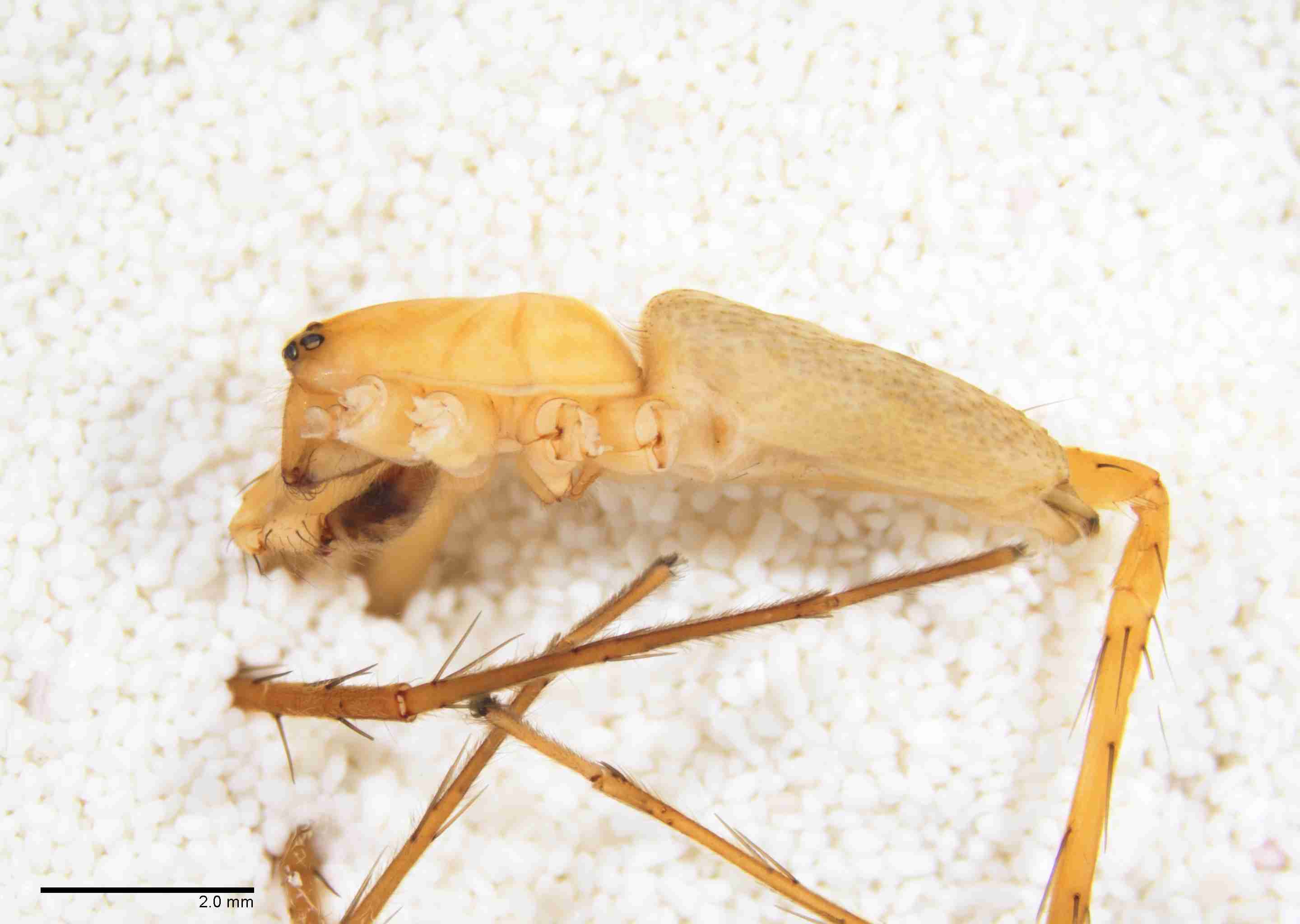 INVPICV019mphablPXF216_10X_Z10.jpg