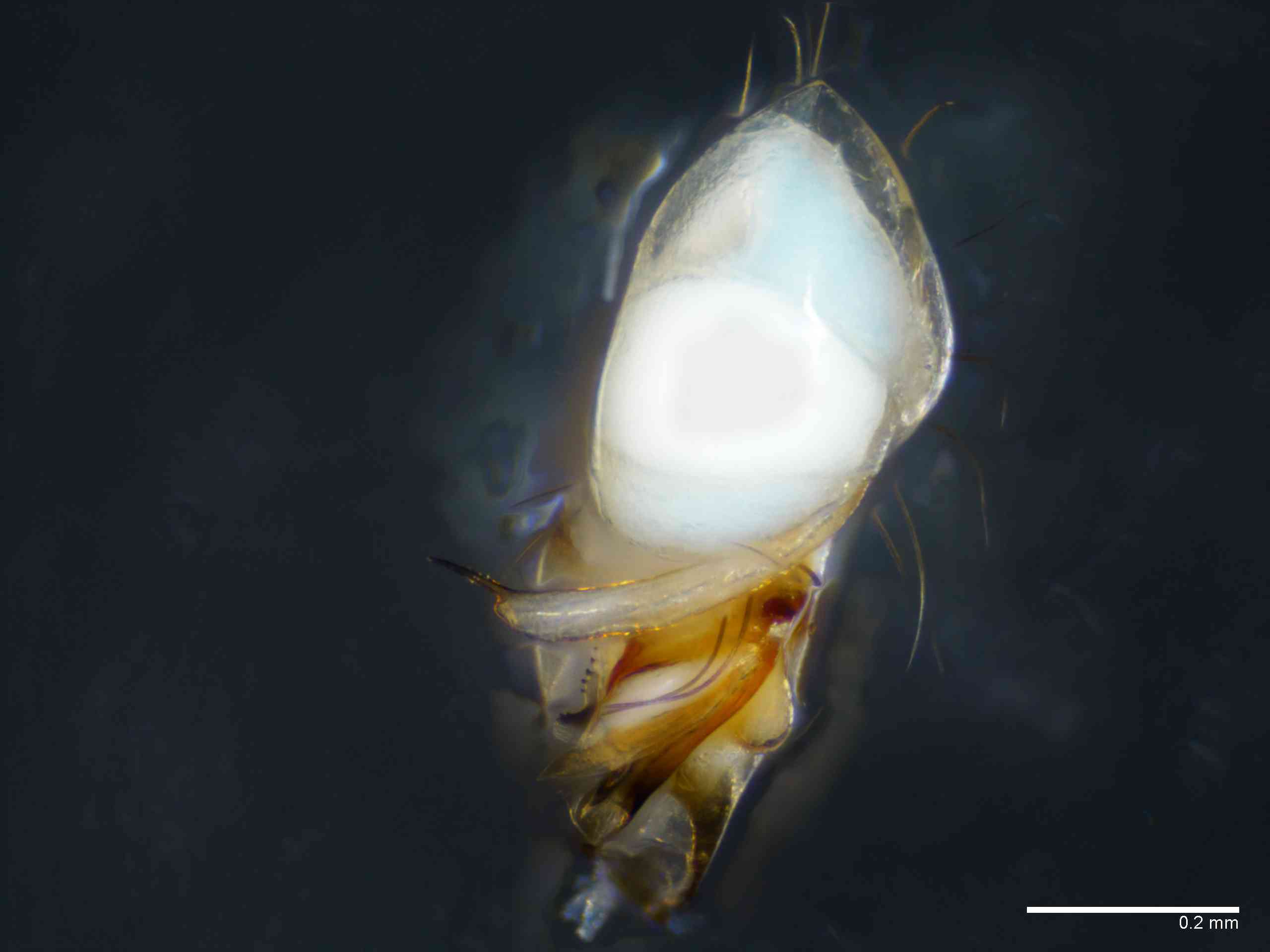 PHOLCI0098mppalaTXV268_100X_E2A.jpg